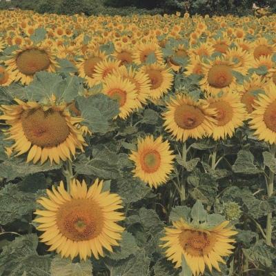 江南app下载平台